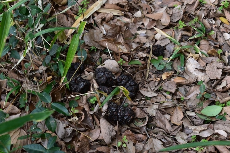 f:id:s_tenpa:20210107210504j:plain