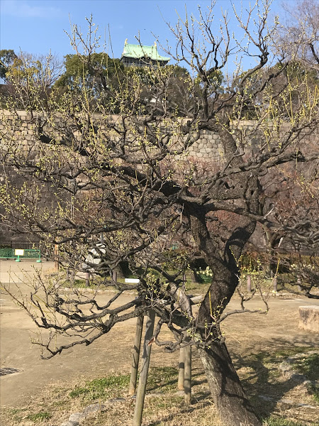 f:id:s_tenpa:20210201232027j:plain