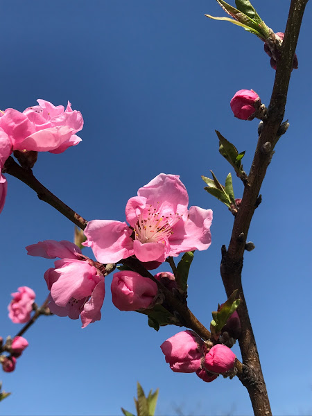 f:id:s_tenpa:20210311164046j:plain