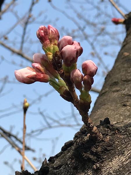 f:id:s_tenpa:20210315194605j:plain