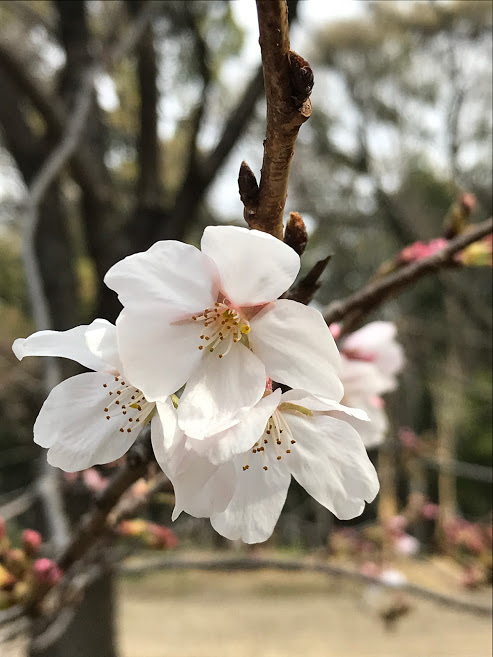 f:id:s_tenpa:20210316153018j:plain