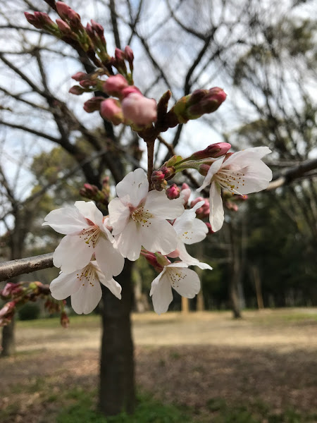 f:id:s_tenpa:20210316153022j:plain