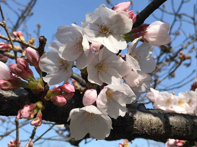 f:id:s_tenpa:20210318180317j:plain