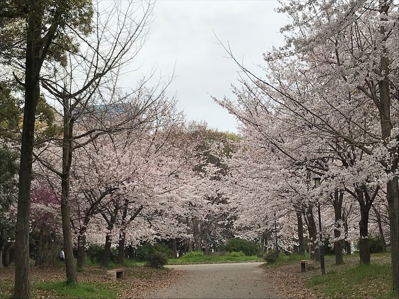 f:id:s_tenpa:20210325224716j:plain