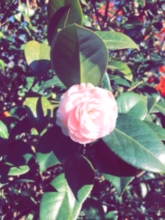 f:id:sa-sami:20190101143018j:plain f:id:sa-sami:20190101143018j:plain