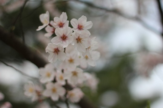 f:id:sa0o4i8:20200227221251j:plain f:id:sa0o4i8:20200227221251j:plain