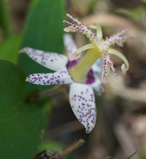 砥峰高原を花目的でお散歩 - タマおばさんの山歩き