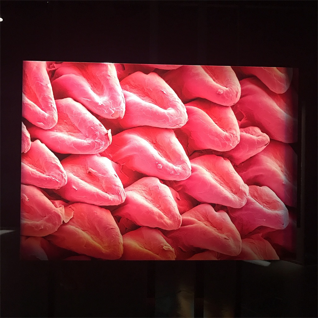 f:id:sa4533:20170107160139j:image f:id:sa4533:20170107160139j:image