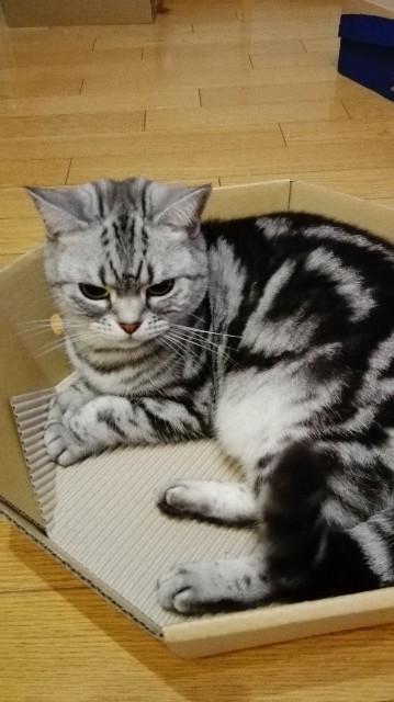 f:id:sa_ei:20180223014710j:image