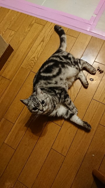 f:id:sa_ei:20180223014828j:image