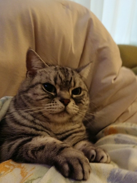 f:id:sa_ei:20180223014921j:image