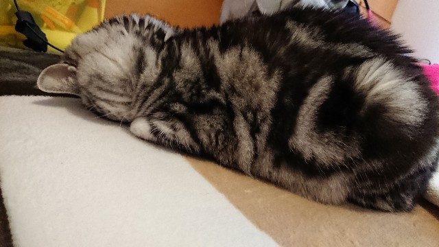 f:id:sa_ei:20180223014954j:image