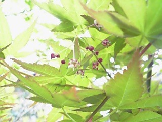 f:id:sa_to_e:20080409185654j:image