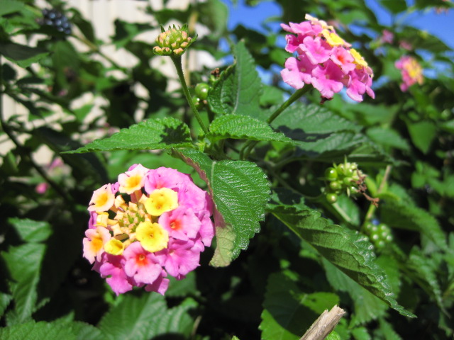 f:id:sa_to_e:20081113114516j:image:w50