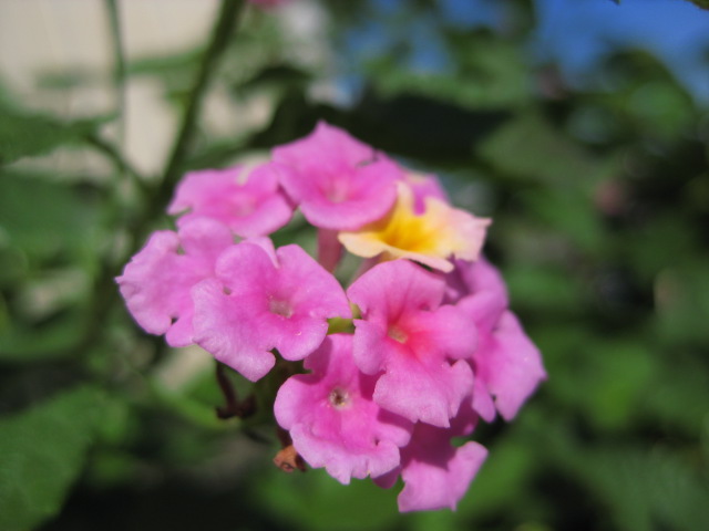 f:id:sa_to_e:20081113114530j:image:w50