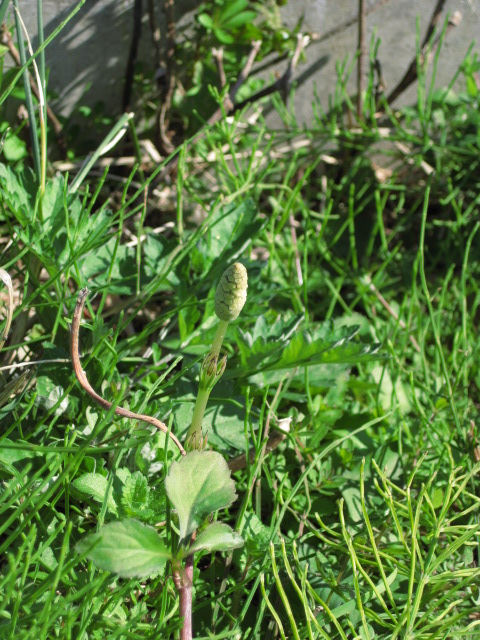 f:id:sa_to_e:20081113115206j:image:h50