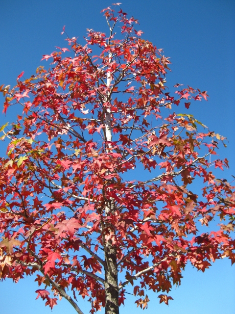 f:id:sa_to_e:20081113115534j:image:h50