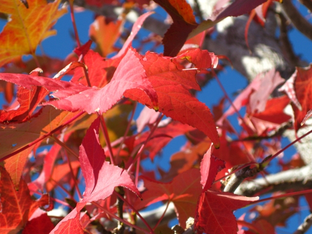 f:id:sa_to_e:20081113115558j:image:w50