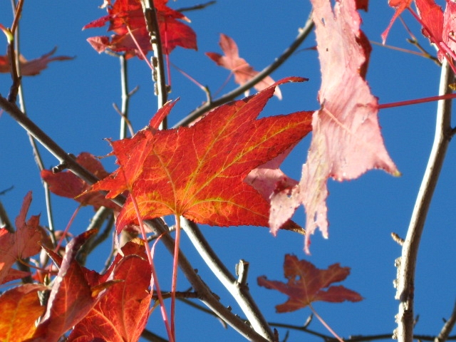 f:id:sa_to_e:20081113120004j:image:w50