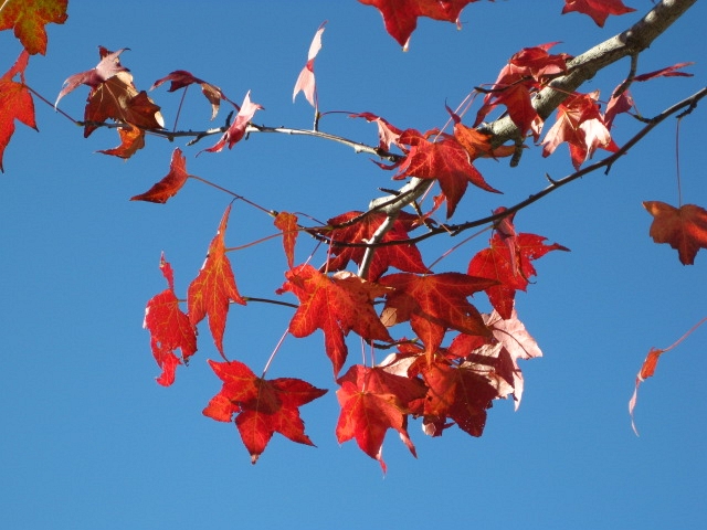 f:id:sa_to_e:20081113120040j:image:w50