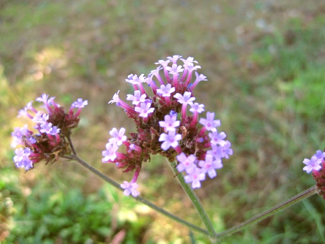 f:id:sa_to_e:20081113120656j:image:w50