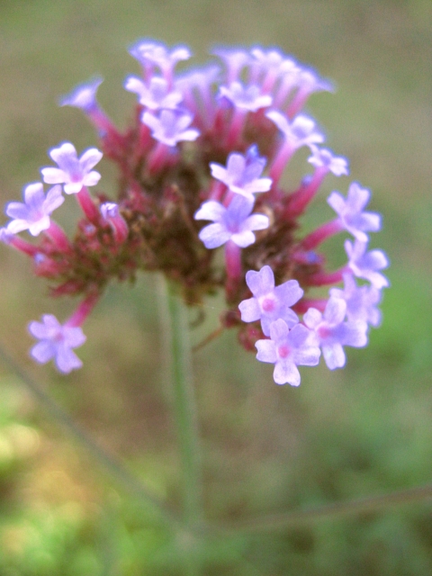 f:id:sa_to_e:20081113120712j:image:h50