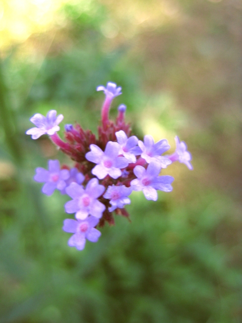 f:id:sa_to_e:20081113120726j:image:h50