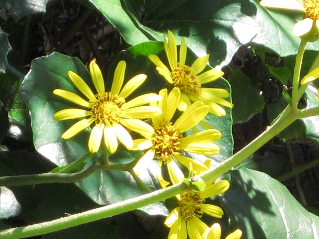 f:id:sa_to_e:20081113121840j:image:w50