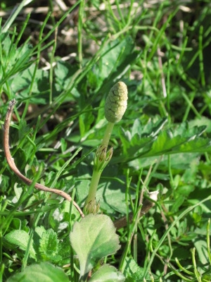 f:id:sa_to_e:20081113210514j:image