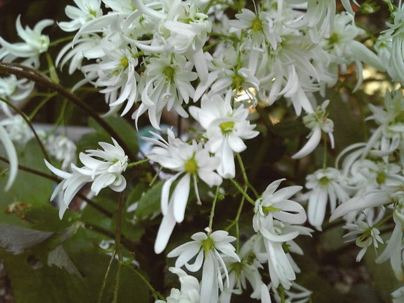f:id:sa_to_e:20081121231526j:image:w500 f:id:sa_to_e:20081121231526j:image:w500