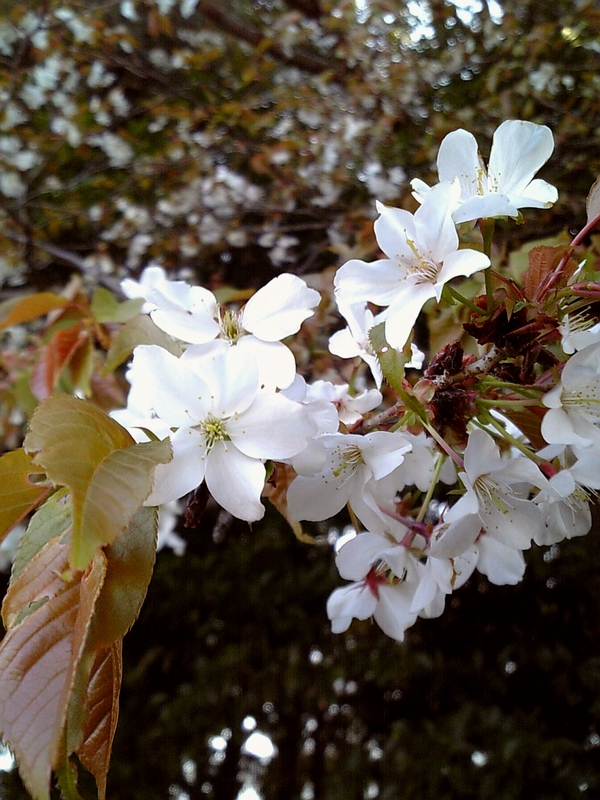 山桜