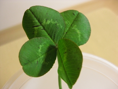 f:id:sa_to_e:20090406213250j:image