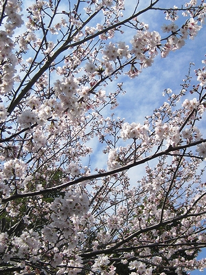 f:id:sa_to_e:20110407205620j:image