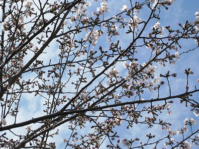 f:id:sa_to_e:20110407205626j:image