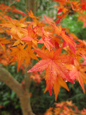 f:id:sa_to_e:20111218204635j:image