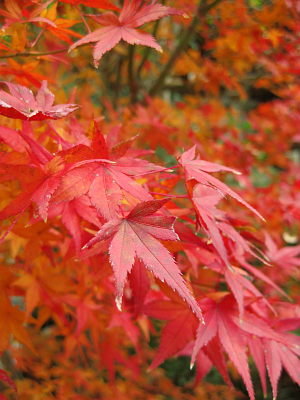 f:id:sa_to_e:20111218204637j:image