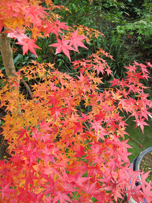 f:id:sa_to_e:20111218204640j:image