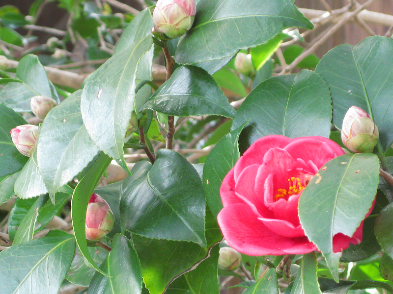 f:id:sa_to_e:20120224203729j:image:w400