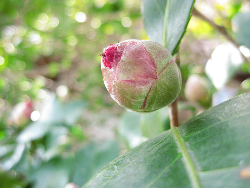 f:id:sa_to_e:20120224203734j:image:w400
