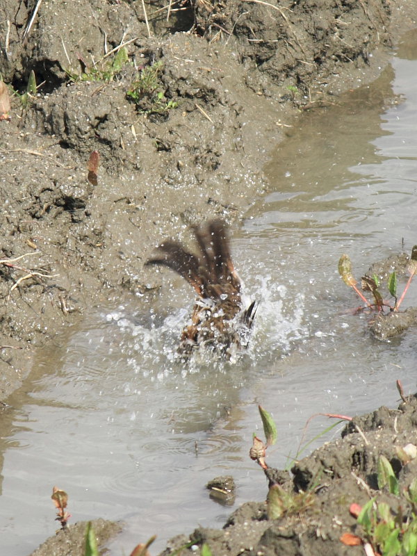 f:id:sa_to_e:20120324212002j:image:h400