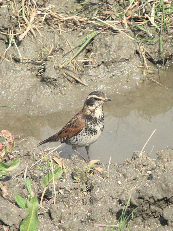 f:id:sa_to_e:20120324212008j:image:h400