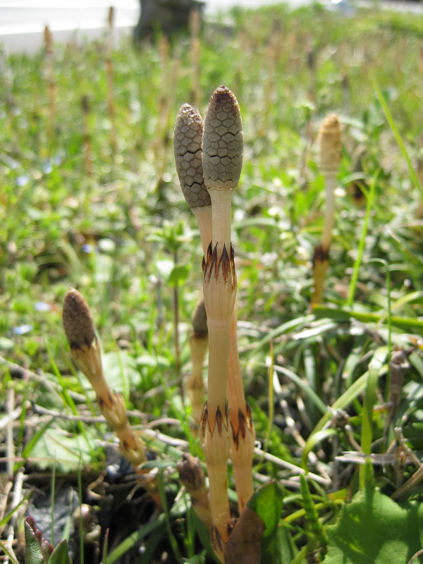 f:id:sa_to_e:20120331205933j:image:h400