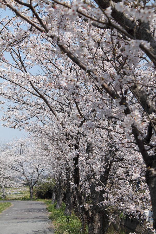 f:id:sa_to_e:20120410211832j:image:h450