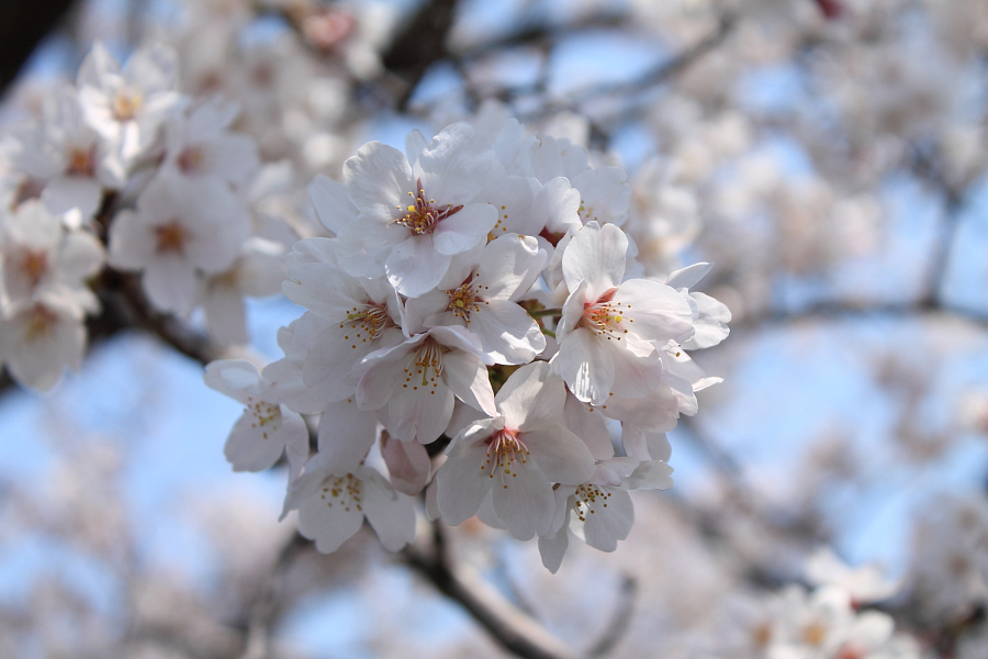f:id:sa_to_e:20120410211835j:image:w450