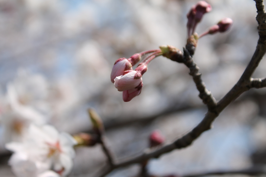 f:id:sa_to_e:20120410211838j:image:w450