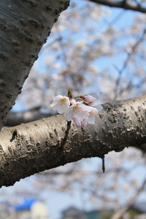 f:id:sa_to_e:20120410211839j:image:h450