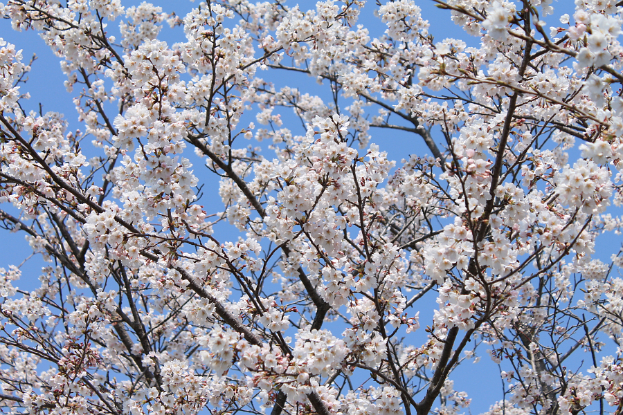 f:id:sa_to_e:20120410211841j:image:w450