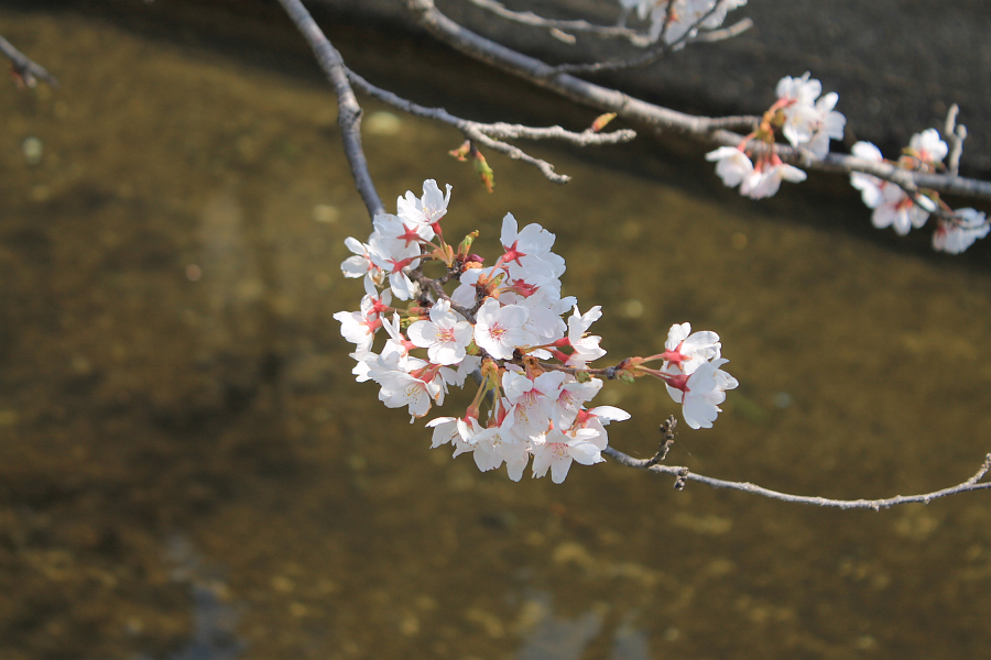 f:id:sa_to_e:20120410211844j:image:w450