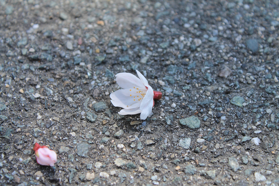 f:id:sa_to_e:20120410211846j:image:w450