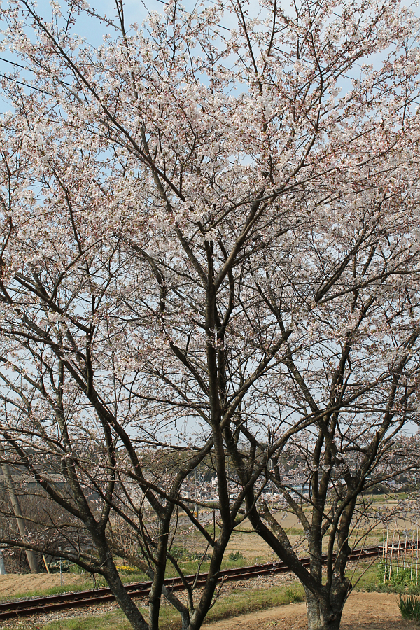 桜